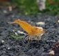 Preview: Amber Shrimps OE